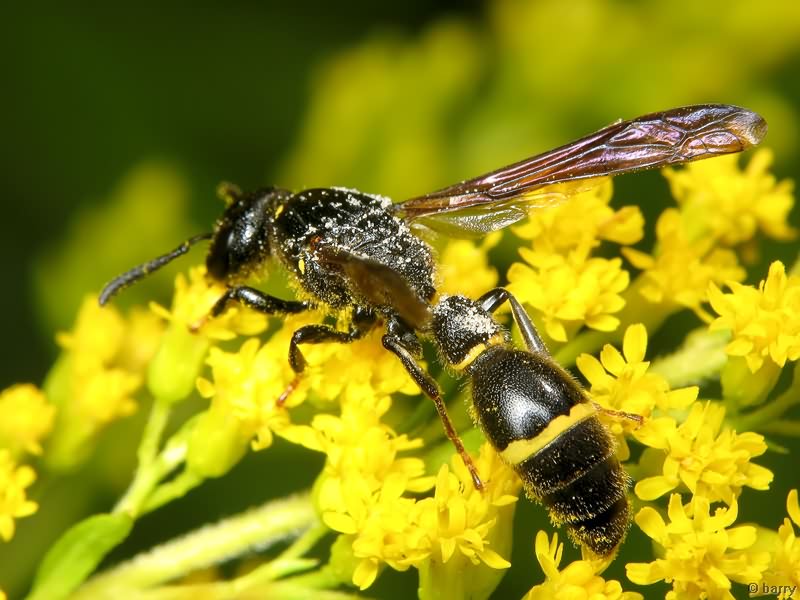 Discoelius dufourii Lepeletier de Saint Fargeau, 1841